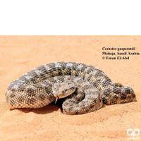 گونه مار افعی شاخدار عربی Desert Horned Viper